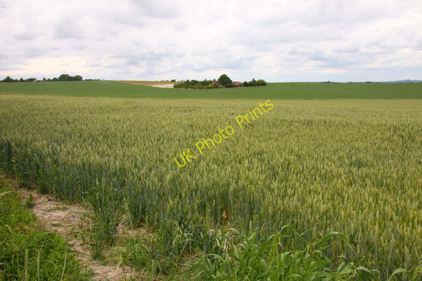 Photo 6"x4" Wheat growing by Field Barn Wantage c2011