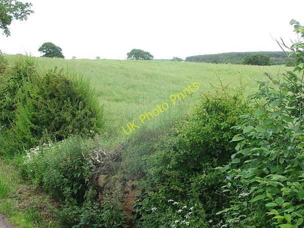 Photo 6"x4" Oilseed rape, Kersquarter Kerchesters c2011