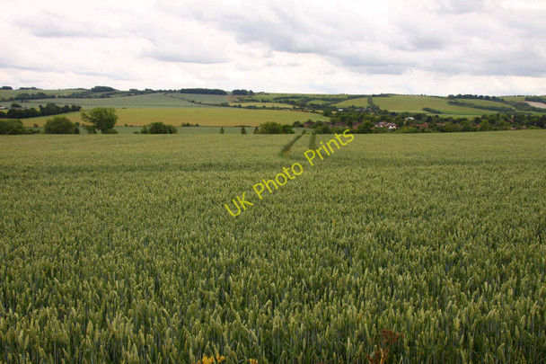 Photo 6"x4" Looking over a field of wheat towards the Downs Wantage c2011