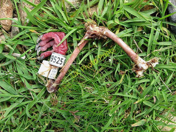 Photo 6"x4" This pigeon has been stopped Bizzle Burn c2011