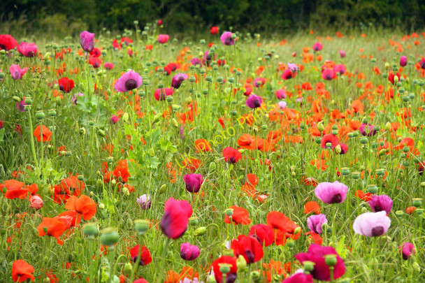 Photo 6"x4" Poppies by Segsbury Farm Letcombe Bassett c2011