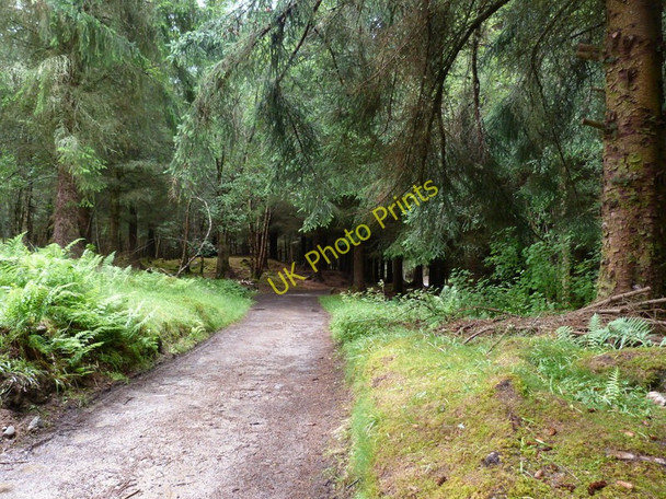 Photo 6"x4" Woodland track at Aigas field centre Crask of Aigas c2011