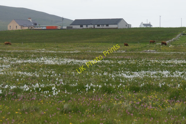 Photo 6"x4" Cattle below Haroldswick Hall Bothen c2011