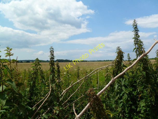 Photo 6"x4" Shapwick, grassland Shapwick\/ST9301 c2011