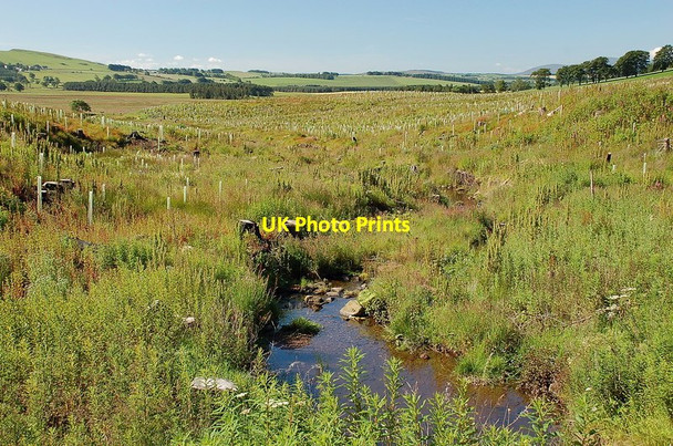 Photo 6"x4" Replanting by the Anston Burn Dunsyre c2011