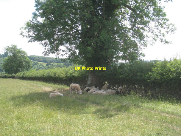 Photo 6"x4" Shelter from the sun Wood Stanway c2011