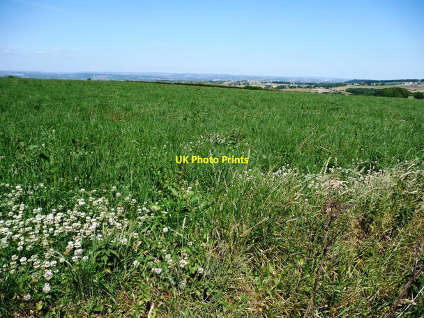 Photo 6"x4" Clover-edged field Roydhouse c2011