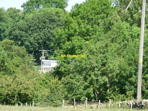 Photo 6"x4" Pigon cree in a wood Lane Head\/SE2012 c2011