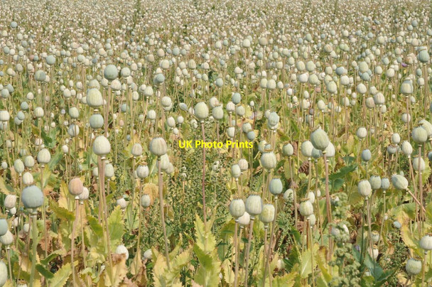 Photo 6"x4" Field of poppy heads Cholsey c2011