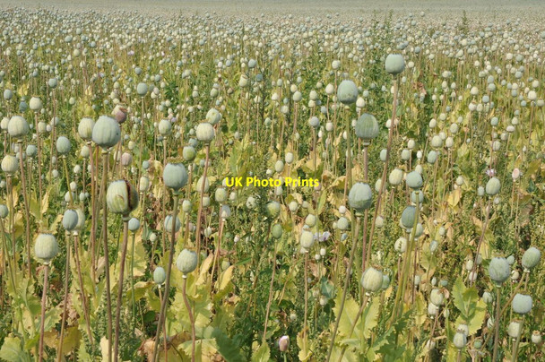 Photo 6"x4" Field of poppy heads Cholsey c2011