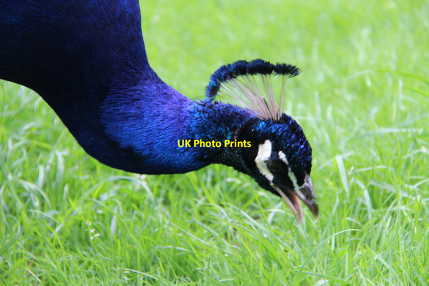 Photo 6"x4" Peacock feeding, Kew Gardens, London Brentford c2011