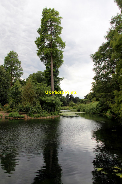 Photo 6"x4" Lake, Kew Gardens, London Brentford c2011