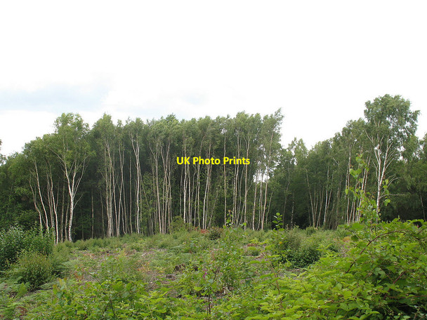 Photo 6"x4" Clearing in Birchden Wood Birchden c2011