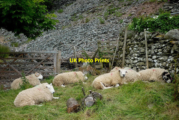 Photo 6"x4" Overheating rams at Side Farm, Patterdale Patterdale c2011