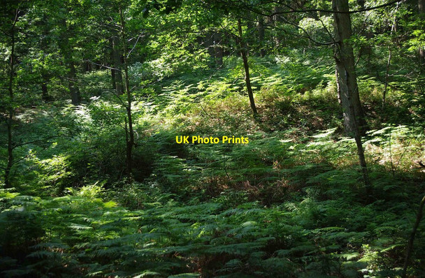 Photo 6"x4" Ferns in the Wyre Forest near Bewdley Bewdley\/SO7875 c2011