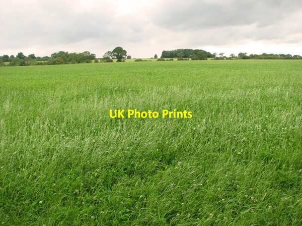 Photo 6"x4" Fields by Sibton Green Hemp Green c2011
