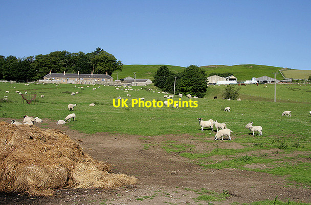Photo 6"x4" Sheep at Cliftoncote Mowhaugh c2011