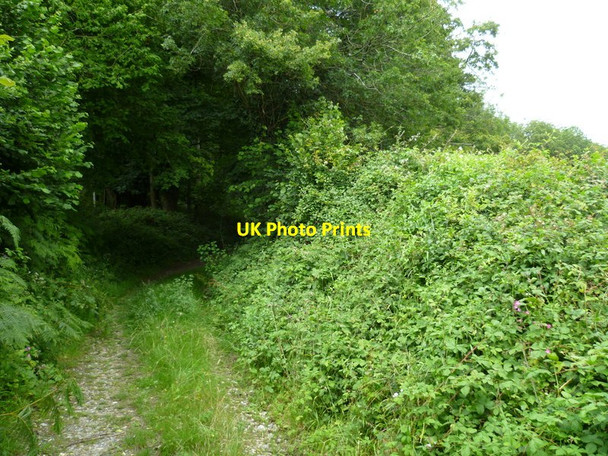 Photo 6"x4" Bridleway enters woodland near Pond Barn East Dean\/SU9013 c2011