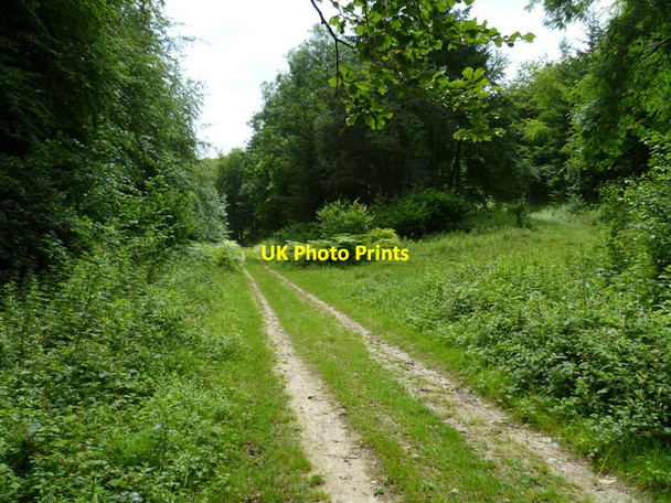 Photo 6"x4" Straight stretch of bridleway in Eastdean Wood East Dean\/SU9013 c2011