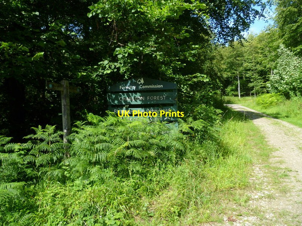 Photo 6"x4" Charlton Forest East Dean\/SU9013 c2011