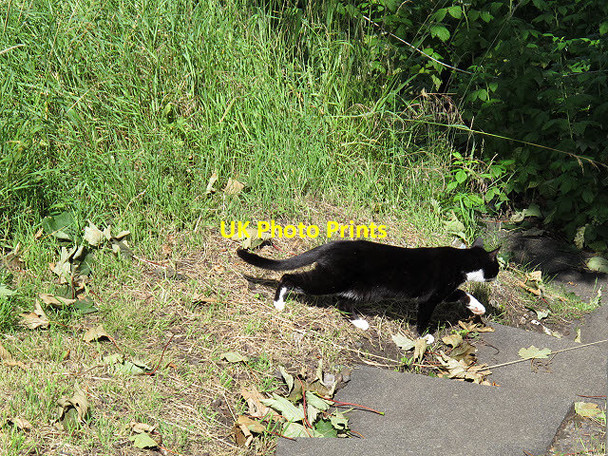 Photo 6"x4" Cat on the prowl Greenwich\/TQ3977 c2011