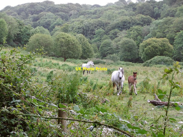 Photo 6"x4" Cwm Gwaun above Llanychaer Llanychaer c2011