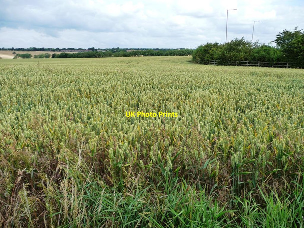 Photo 6"x4" Wheatfield off Pontefract Road Hemsworth\/SE4213 c2011