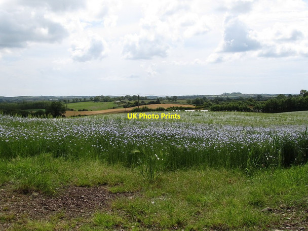 Photo 6"x4" A field of flax south of Seaforde Road Seaforde c2011