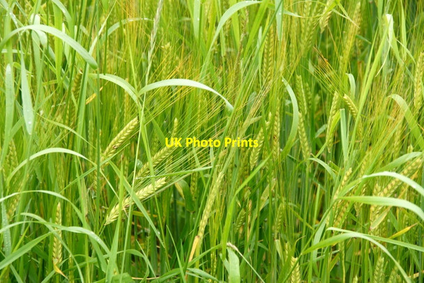 Photo 6"x4" Barley, near Coupar Grange Coupar Angus c2011