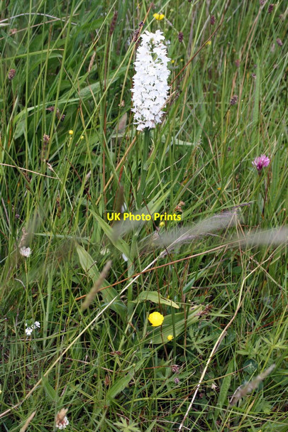 Photo 6"x4" An orchid beside Fell Road Casterton c2011