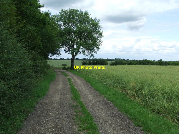 Photo 6"x4" Track And Tree East Green\/TL6853 c2011