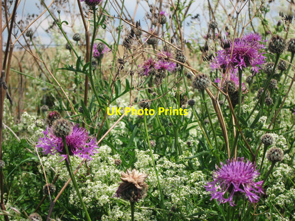 Photo 6"x4" Wildflowers by Bishopstone Road Seaford c2011