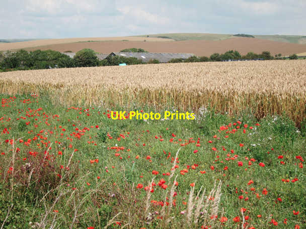 Photo 6"x4" Poppies by Bishopstone Road Seaford c2011