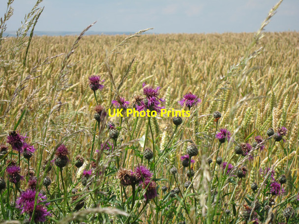 Photo 6"x4" Wild flowers  Newhaven\/TQ4401 c2011