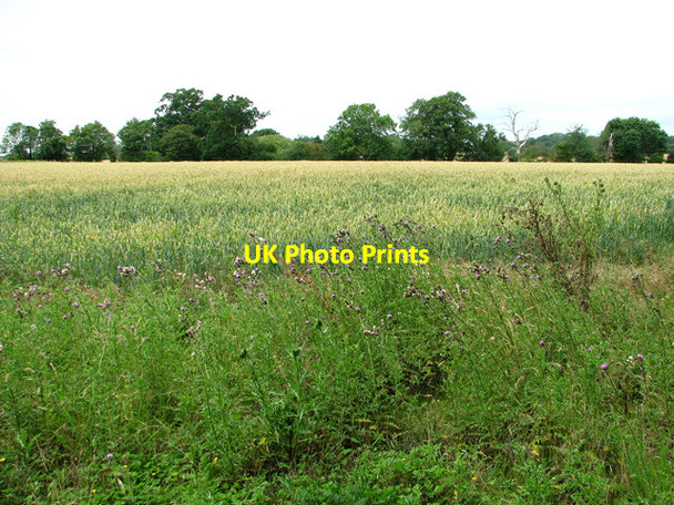 Photo 6"x4" Wheat crop south of the A12 road Little Glemham c2011