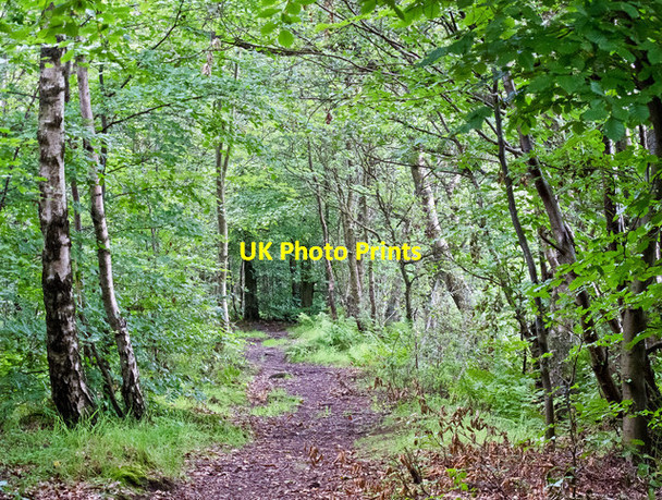 Photo 6"x4" Blackmuir wood Alva c2011
