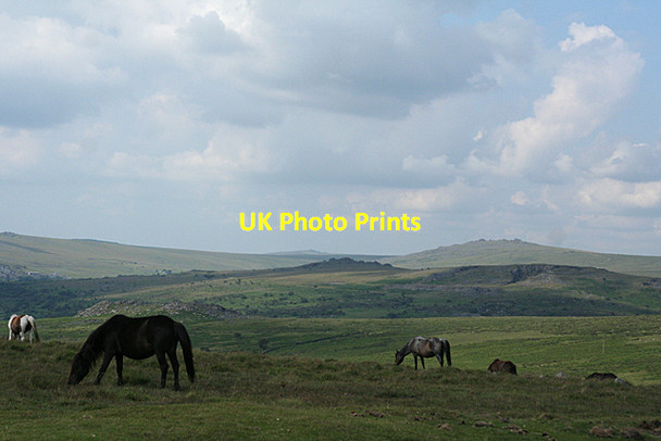 Photo 6"x4" Walkhampton: towards King's Tor Walkhampton c2011