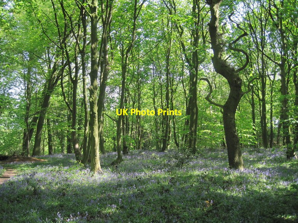 Photo 6"x4" Bluebells in the Woods Great Budworth c2011