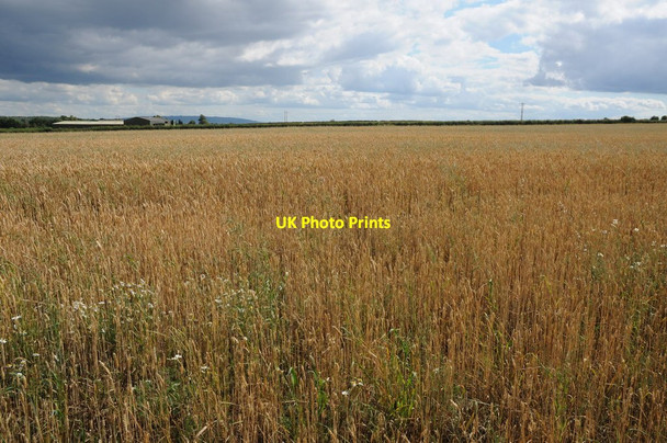Photo 6"x4" Wheatfield at Sale Green Crowle\/SO9256 c2011