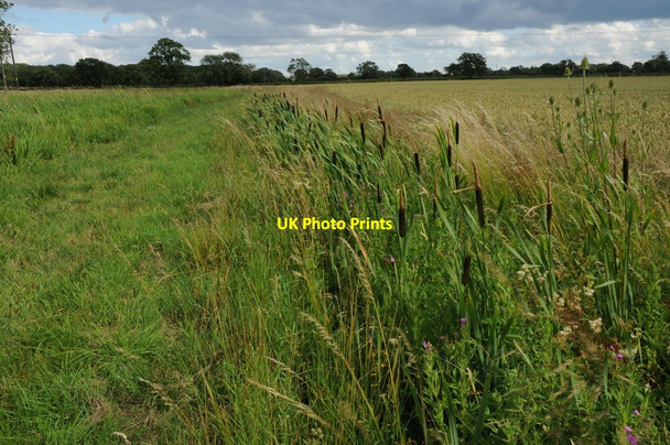 Photo 6"x4" Bulrushes beside the Wychavon Way Earl's Common c2011