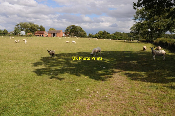 Photo 6"x4" Sheep and Hill Top Farm Stock Green c2011