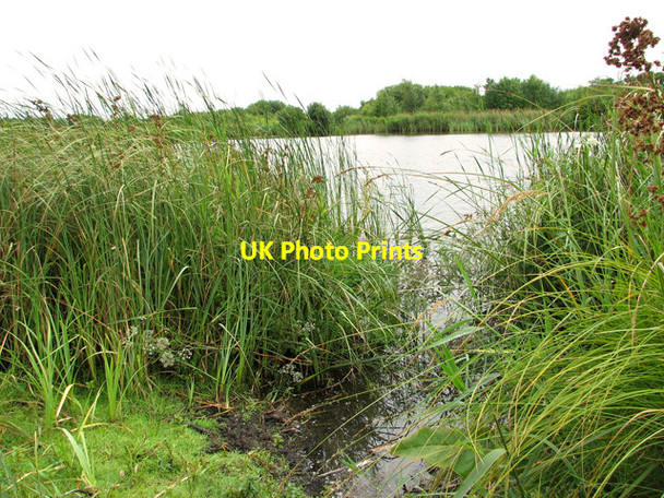 Photo 6"x4" View across Little Broad, Burgh Common Newgate Corner c2011