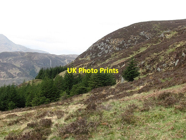 Photo 6"x4" Forest edge Kinlochard c2011