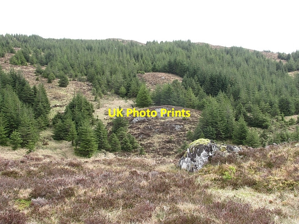 Photo 6"x4" The forested slopes of Beinn Chochan Kinlochard c2011