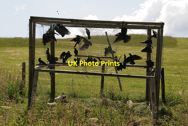 Photo 6"x4" A crow trap at Whitchesters Farm Branxholme c2011