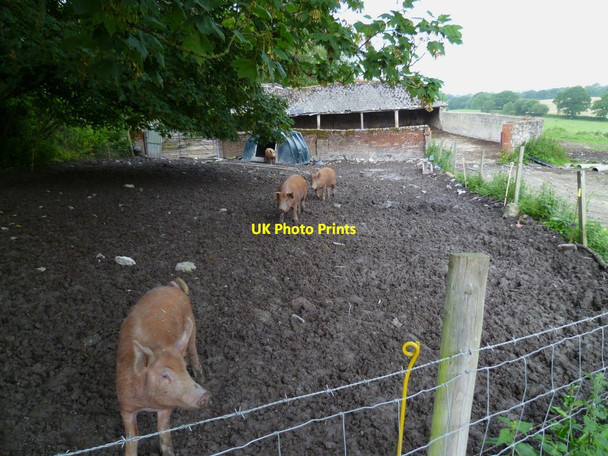 Photo 6"x4" Sociable pigs at Sullington Manor Farm Sullington c2011