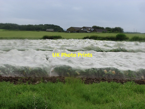 Photo 6"x4" Brassica crop, Cottarton Bankfoot\/NO0635 c2011