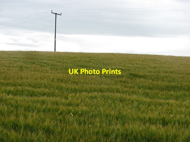 Photo 6"x4" Barley field near Bankfoot Bankfoot\/NO0635 c2011