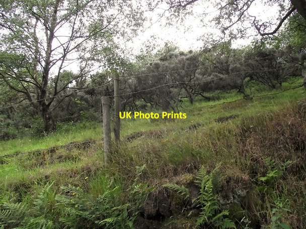 Photo 6"x4" Gorse bushes Biddulph c2011