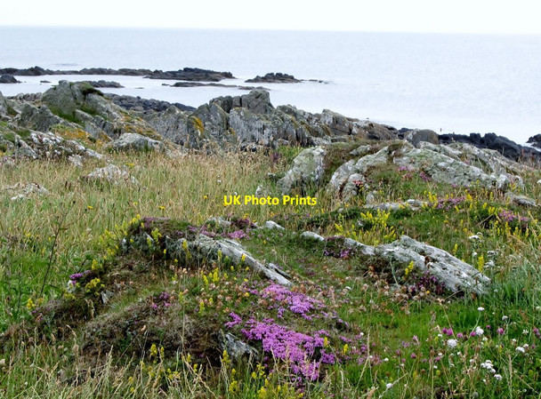 Photo 6"x4" Wild flowers on the rocky coastline of St John's Point Killough c2011